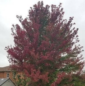 Meet your Posher, Lynda